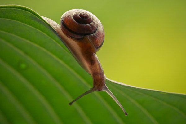 Улитка биомфолария