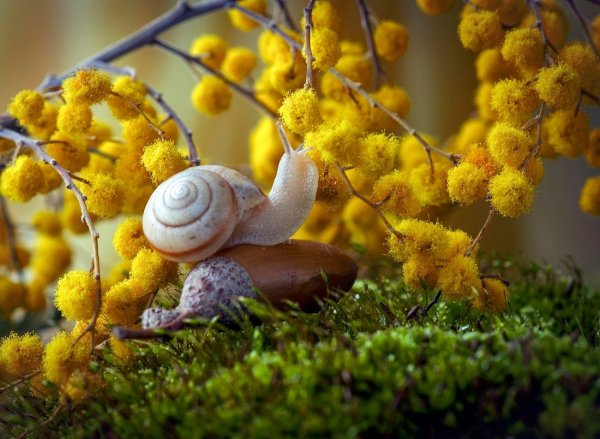 Нежные улиточки