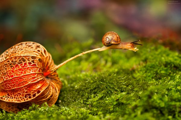 Улитка Макросъемка