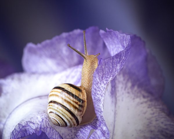 Сиреневая улитка