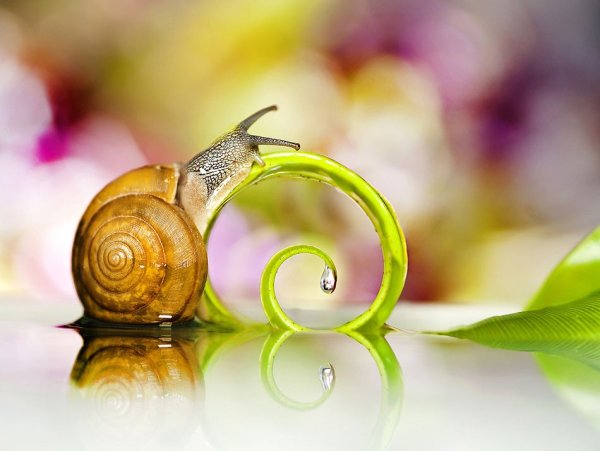 Гармония природы Макросъемка