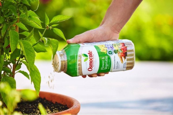 Подкормка комнатных растений