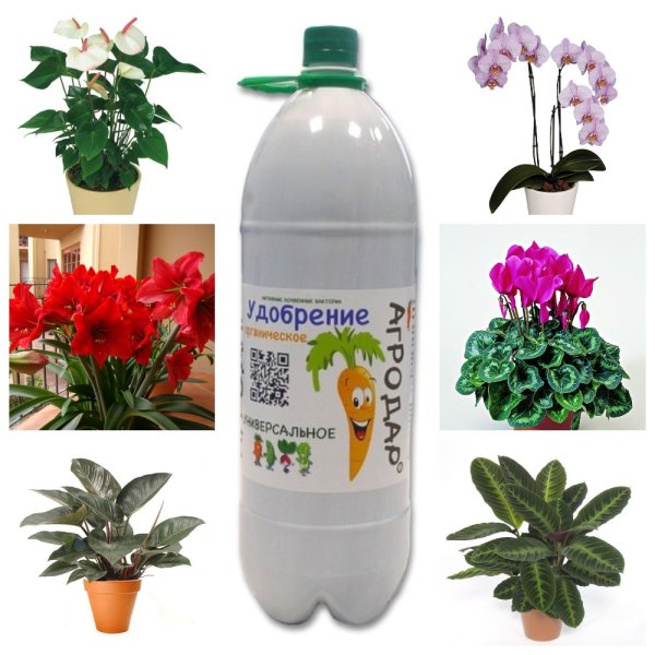 Удобрения для комнатных растений