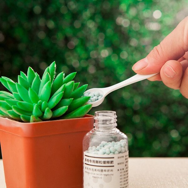 Полив суккулентов