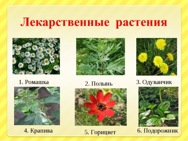 Лекарственные растения названия