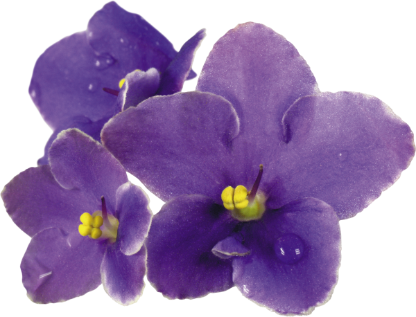 Фиалка кишмиш