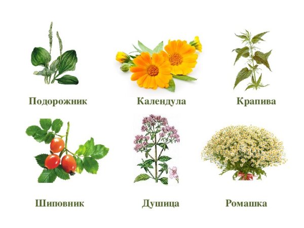 Лекарственные растения для детей