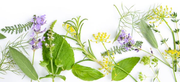 Ромашка лечебный травник