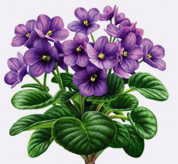 Фиалка узамбарская рис