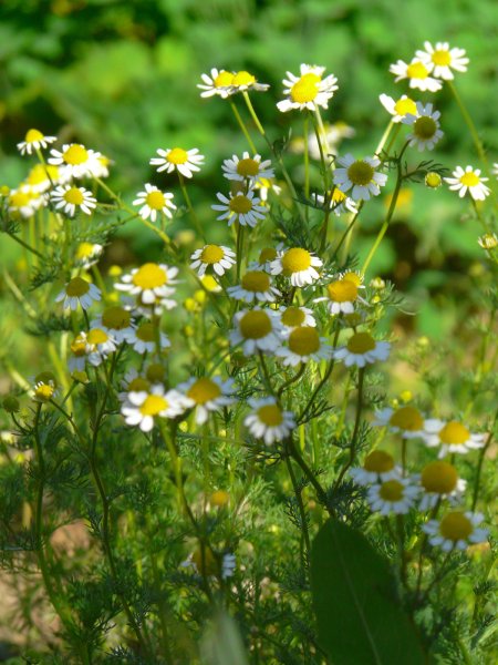 Огородная аптечка