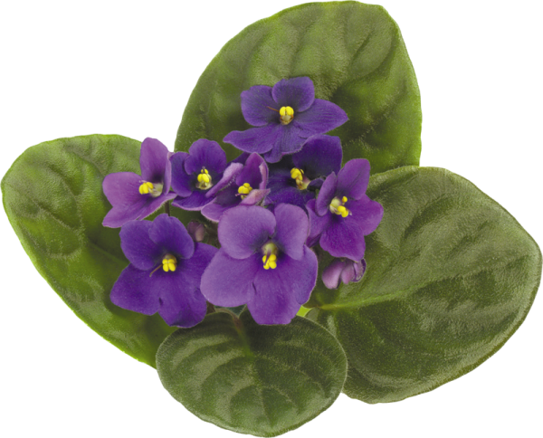 Сенполия (узамбарская фиалка) на белом фоне