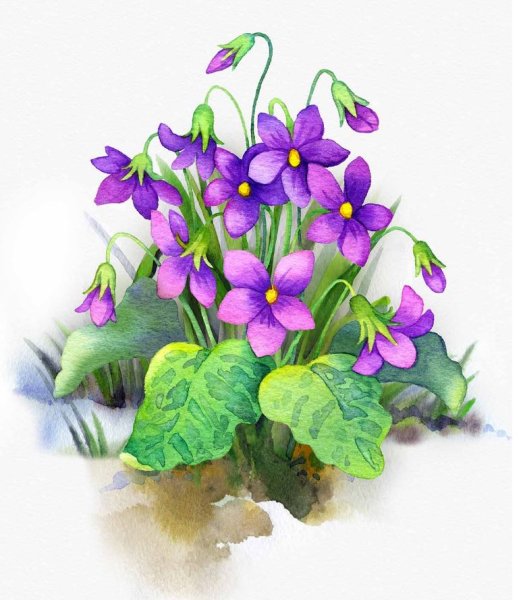 Первоцветы для детей