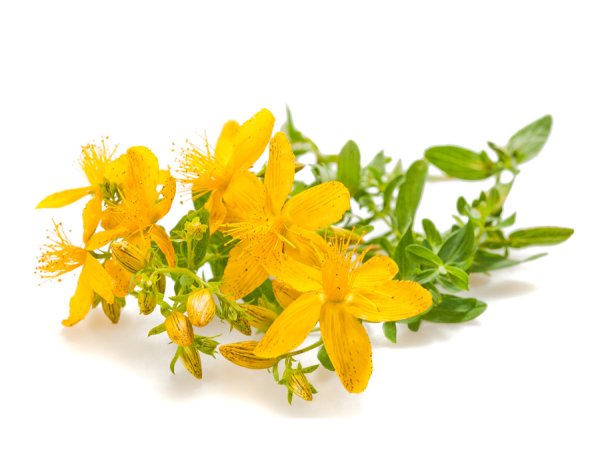 Одуванчик репейник крапива подорожник