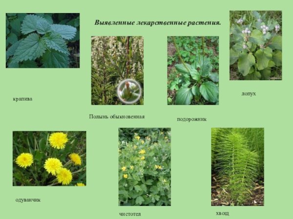 Лекарственные растения
