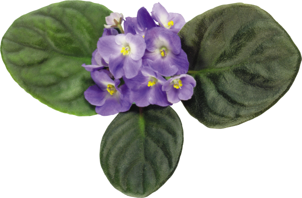 Фиалка на белом фоне