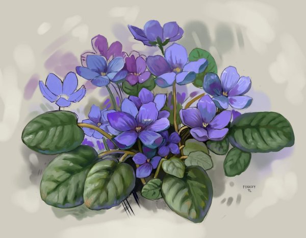 Фиалка сомхетская