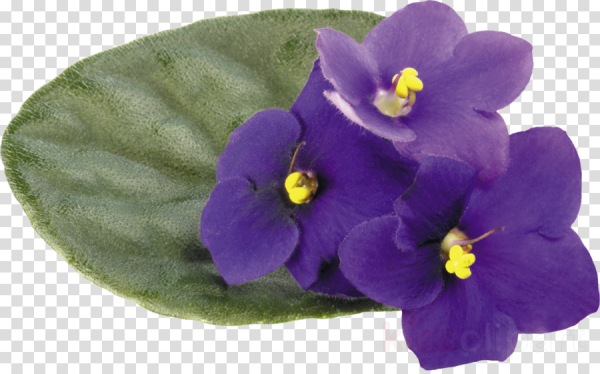 Цветы фиалки на прозрачном фоне