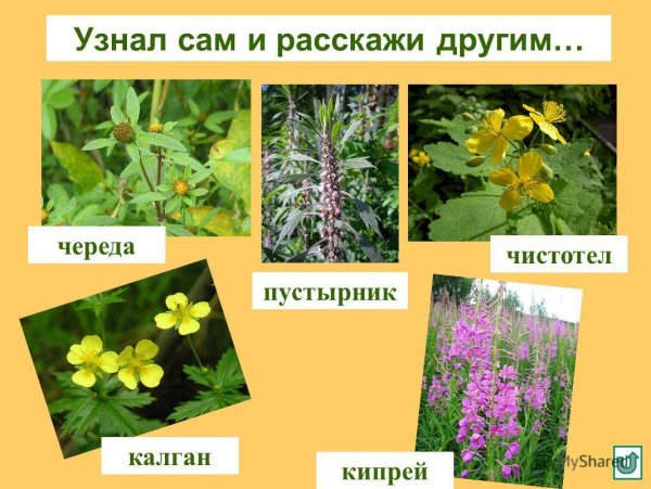 Лекарственные травы в природе