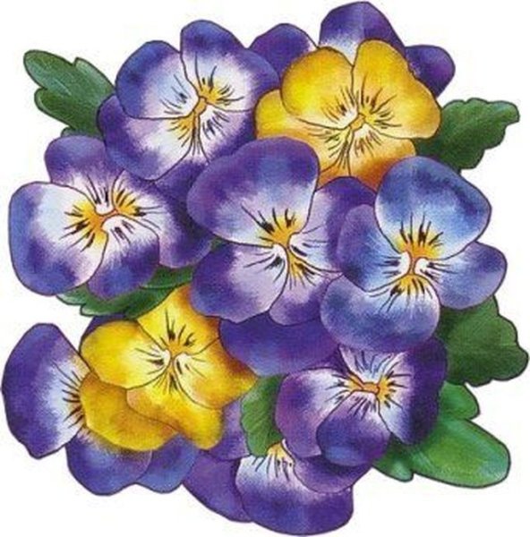 Цветы картинки Рисованные