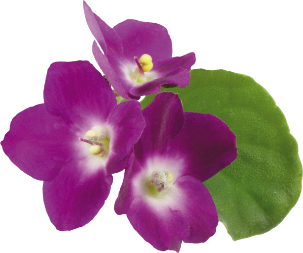 Фиалка на белом фоне