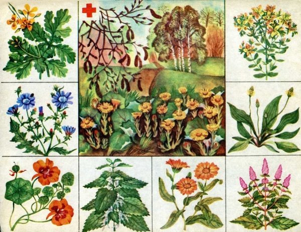 Лекарственные растения слайд