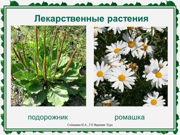 Лекарственные травы