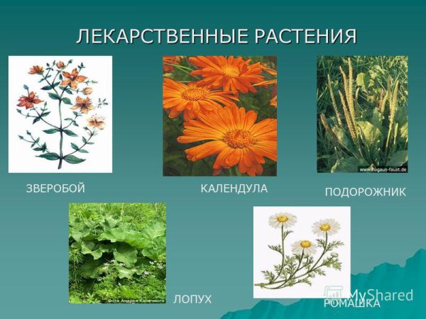 Лечебное растение Ромашка