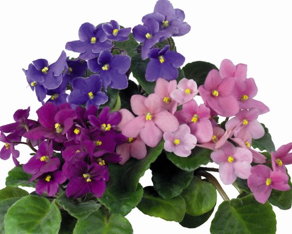 Цветок Анютины глазки Фаберже