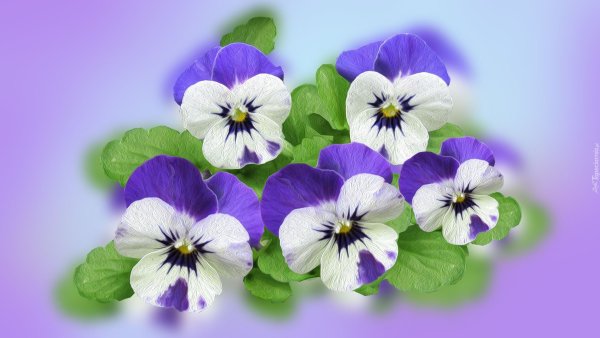 Фиалка на прозрачном фоне