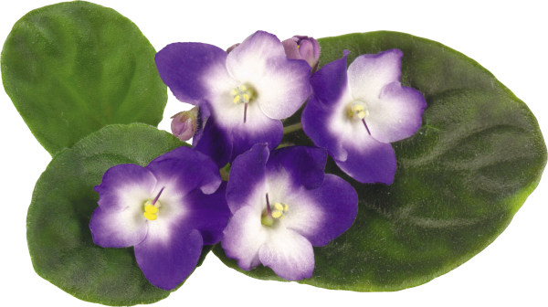 Виола Анютины глазки на белом фоне