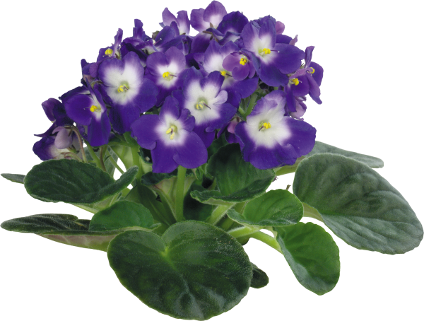 Фиалка карточка растения