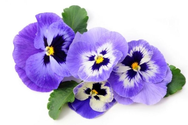 Анютины глазки