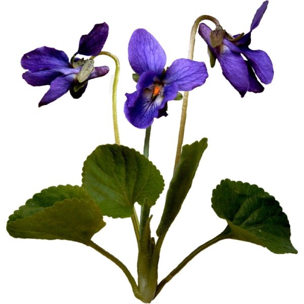 Узамбарская фиалка на белом фоне