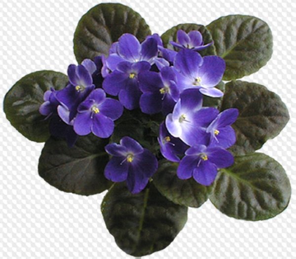 Анютины глазки лепестки