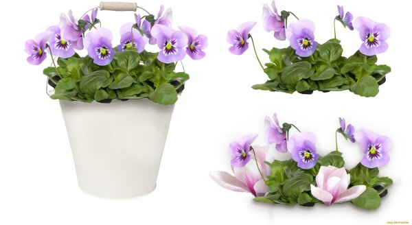 Фиалка узамбарская рис