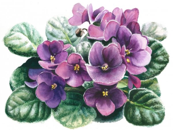 Фиалка вектор