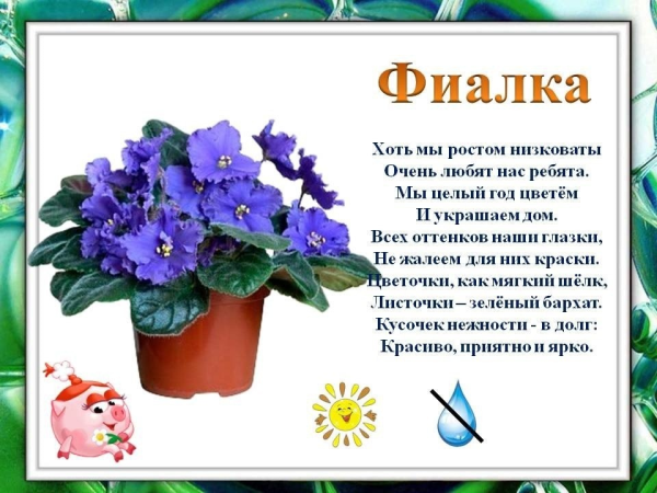 Фиалка иллюстрация