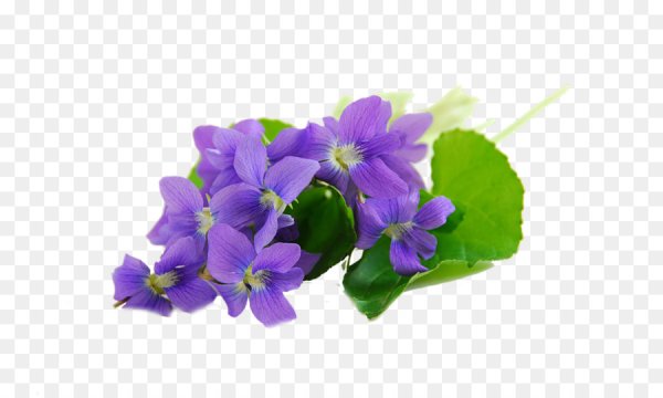 Фиалка вектор