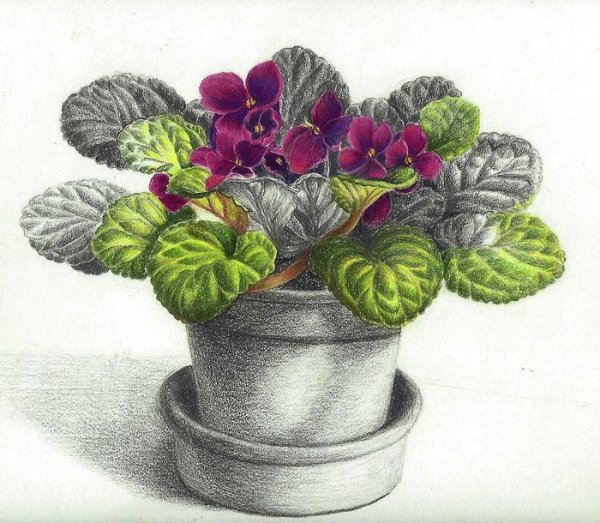 Фиалка узамбарская рисунок карандашом