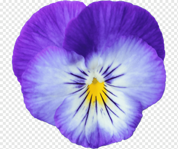 Купецио Анютины глазки