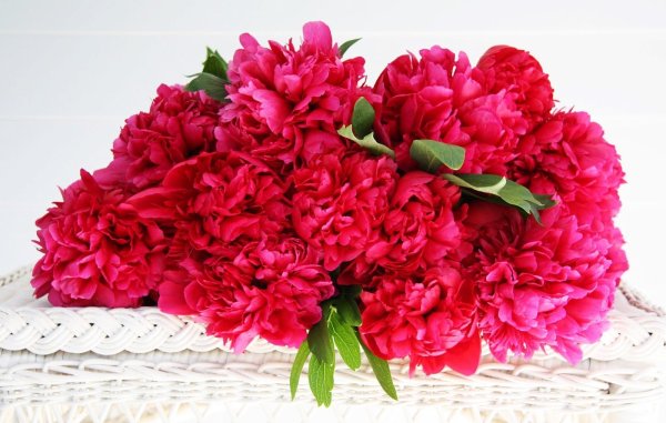 Тюльпан Монте пион