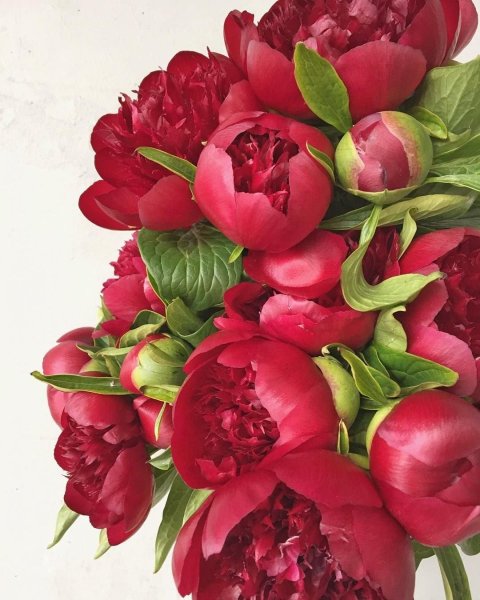 Пионы на белом фоне