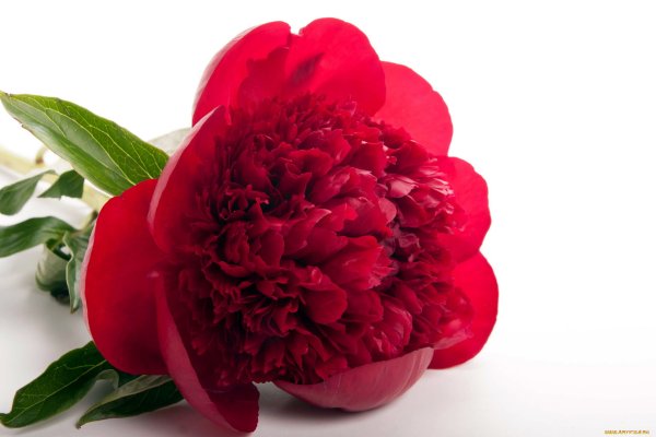 Пион войлочноплодный