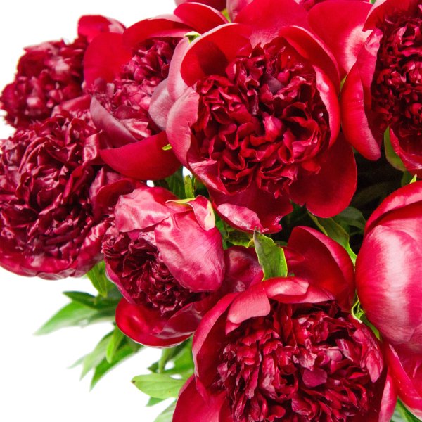 Пион красный