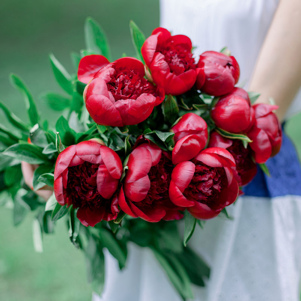 Пион красный