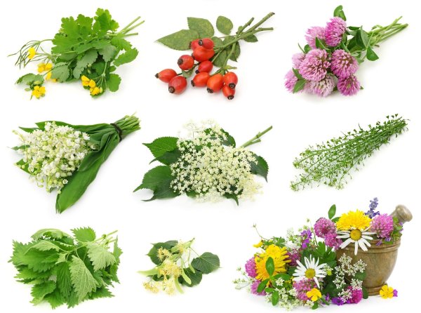 Лекарственные травы