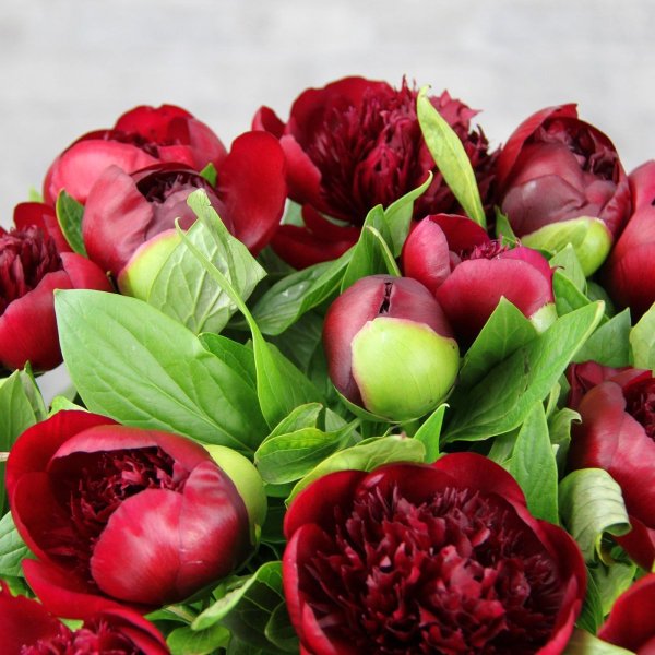 Пион один цветок красный