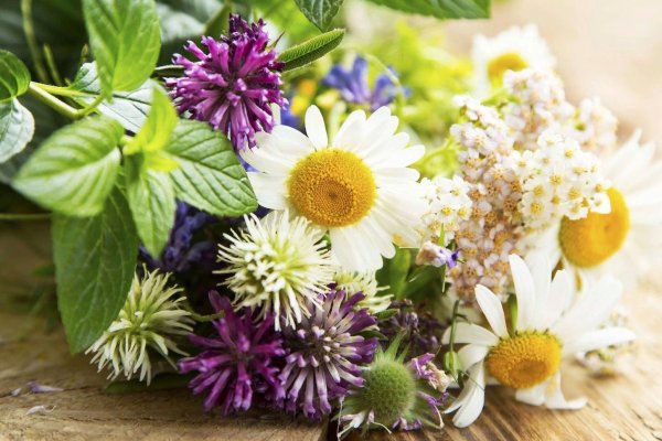 Лекарственные растения