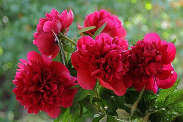 Пион Брайтнесс