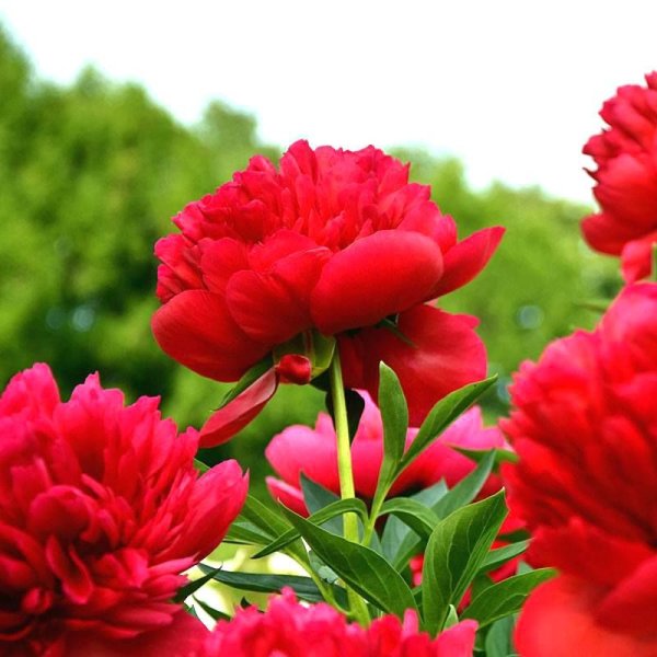 Пионы Бургундия